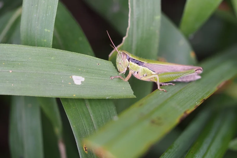 Đặc điểm của cào cào qua ảnh côn trùng sinh động