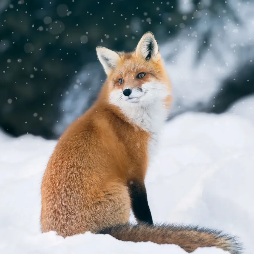 Ảnh cáo đỏ chất lượng cao tuyệt đẹp cho bạn