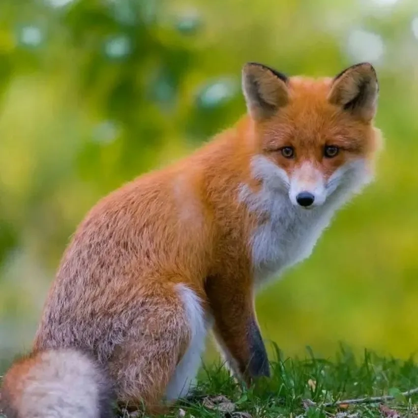 Cáo đỏ săn mồi tinh nhanh qua ống kính chất lượng