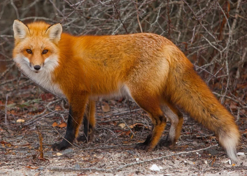 Cáo đỏ biến hình khéo léo để thích nghi tự nhiên