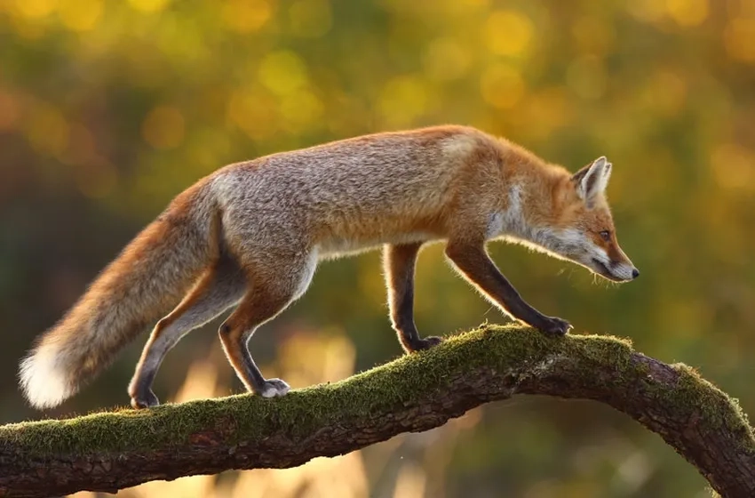 Cáo đỏ phong cảnh tự nhiên hòa quyện màu sắc tuyệt đẹp