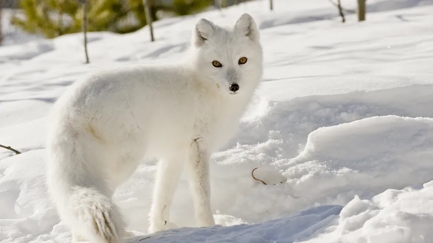 Hình cáo tuyết dễ thương làm tan chảy tim người