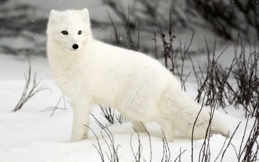 Nuôi cáo tuyết trong môi trường an toàn và thân thiện