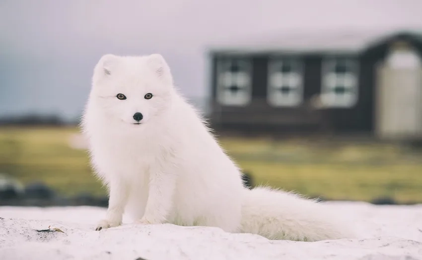 Cáo tuyết ngoài tự nhiên hòa mình với cảnh quan mùa đông