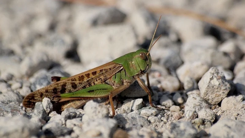 Thưởng thức từng chi tiết với hình ảnh châu chấu