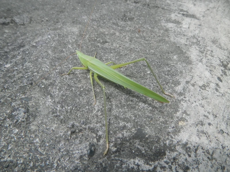 Gần hơn với thiên nhiên nhờ châu chấu cận cảnh