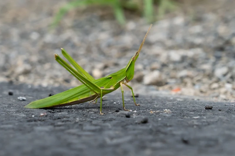Chiêm ngưỡng châu chấu việt nam sống động