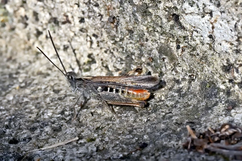 Tìm hiểu khoa học với châu chấu sinh học