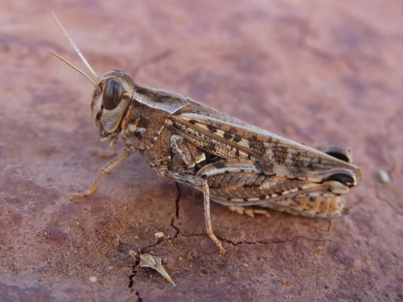 Trang trí màn hình với châu chấu làm hình nền