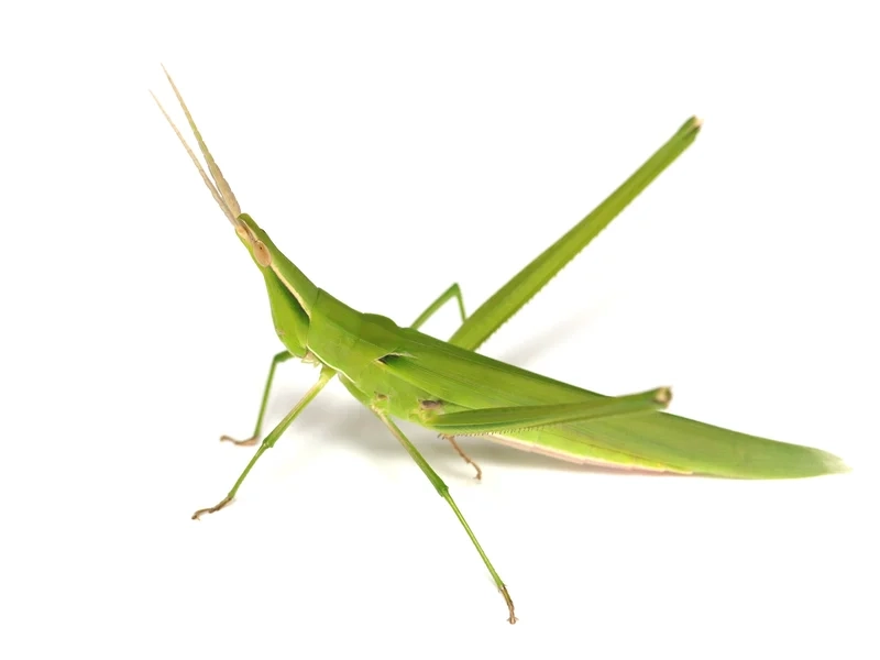 Trải nghiệm vẻ đẹp thuần khiết của châu chấu tự nhiên