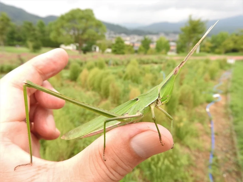 Chi tiết sắc nét đến từng điểm là châu chấu sắc nét