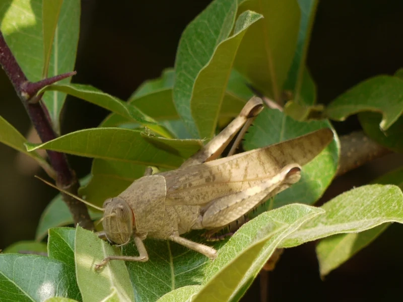 Hòa mình cùng thiên nhiên với châu chấu thiên nhiên