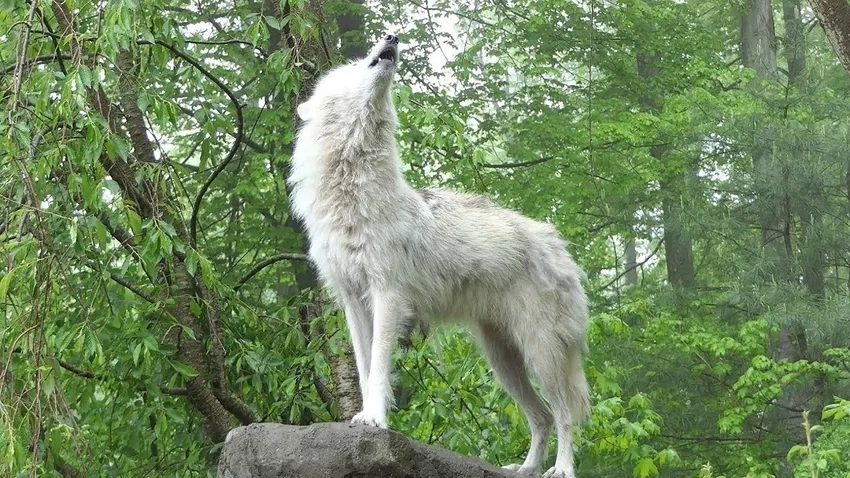 Cho sói hú thể hiện sức mạnh hoang dã