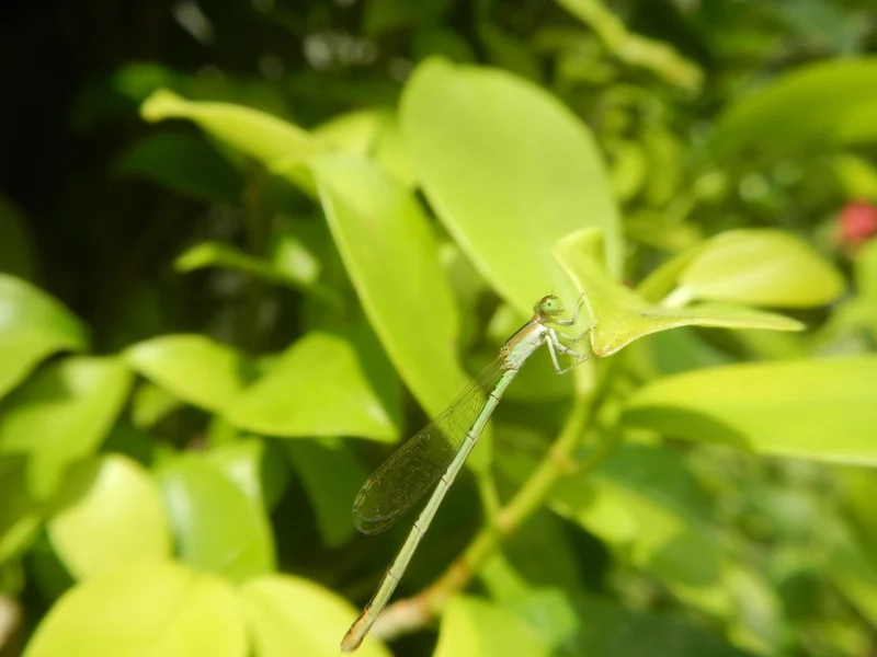 Thưởng thức từng chi tiết với hình ảnh chuồn chuồn kim