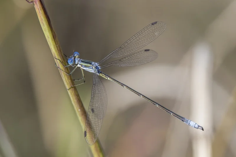 Chiêm ngưỡng từng khoảnh khắc với chuồn chuồn kim đẹp