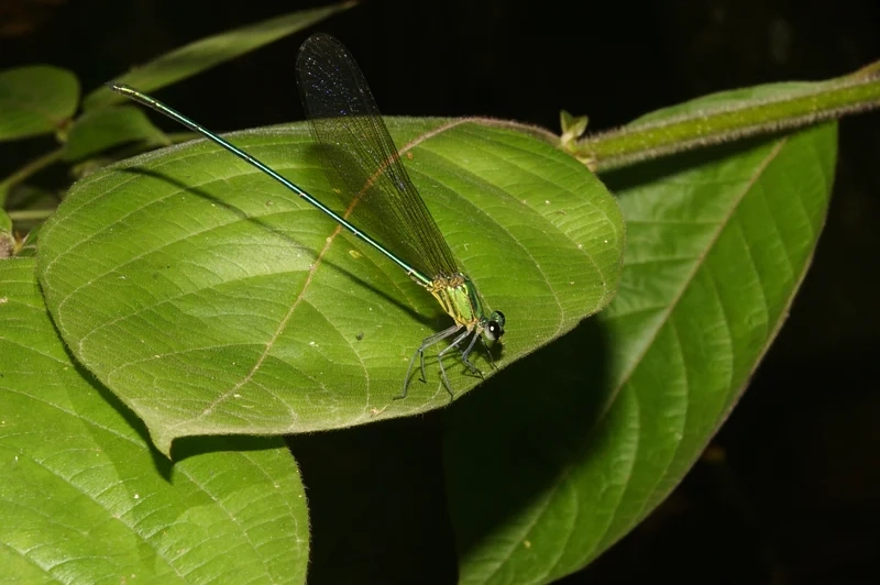 Hình ảnh sắc nét và sống động là chuồn chuồn kim hình ảnh rõ