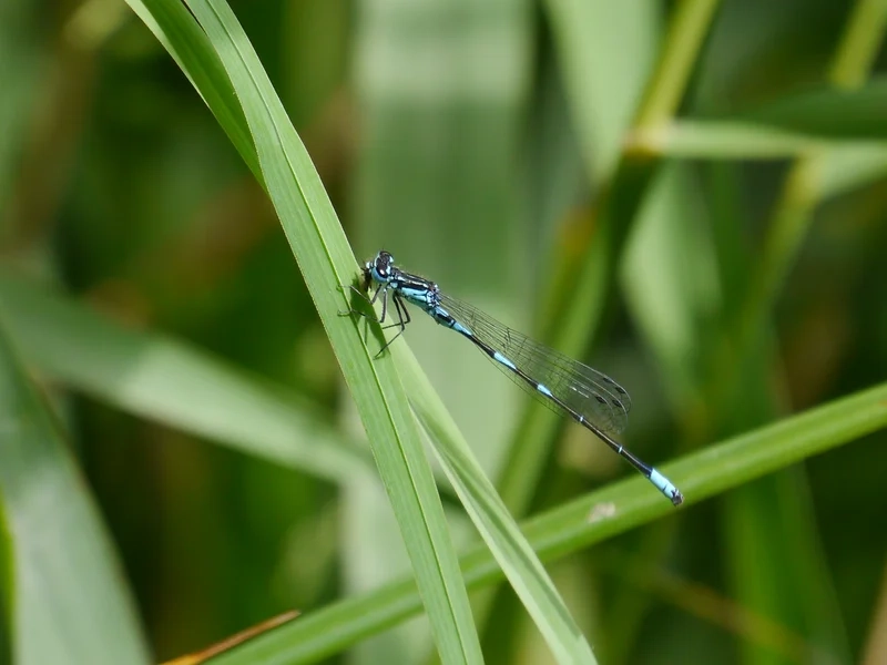 Tìm hiểu khoa học với chuồn chuồn kim sinh học