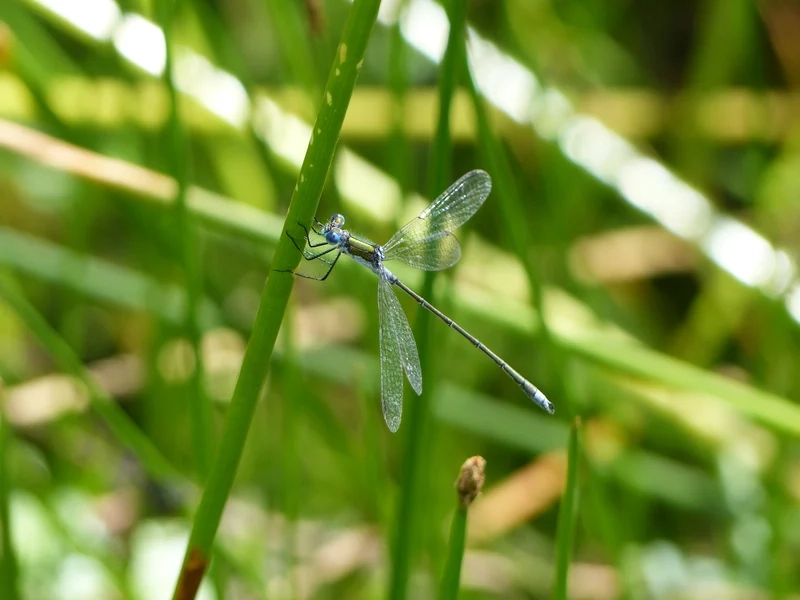 Sắc nét tuyệt đối với chuồn chuồn kim độ nét cao