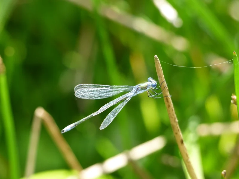 Trang trí màn hình với chuồn chuồn kim làm hình nền