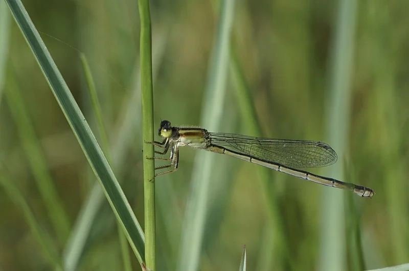 Vai trò quan trọng trong tự nhiên là chuồn chuồn kim hệ sinh thái