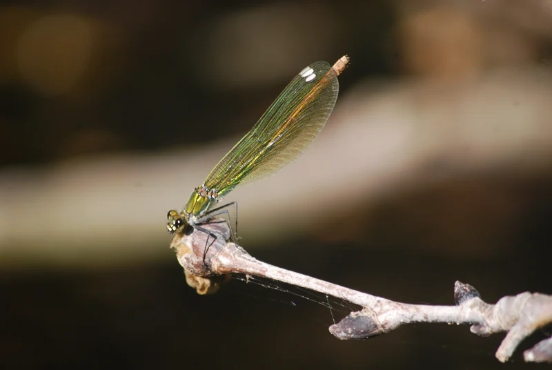 Hòa mình ngoài trời cùng chuồn chuồn kim ngoài trời