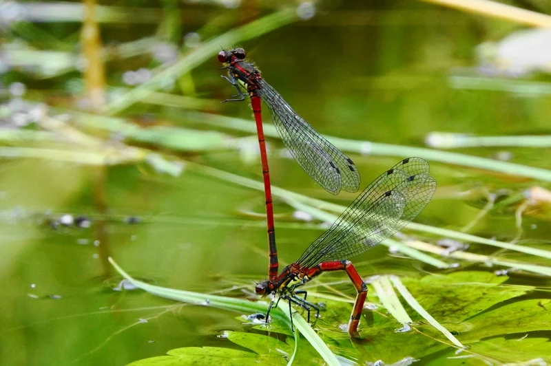 Sống động từng chi tiết là chuồn chuồn kim chi tiết