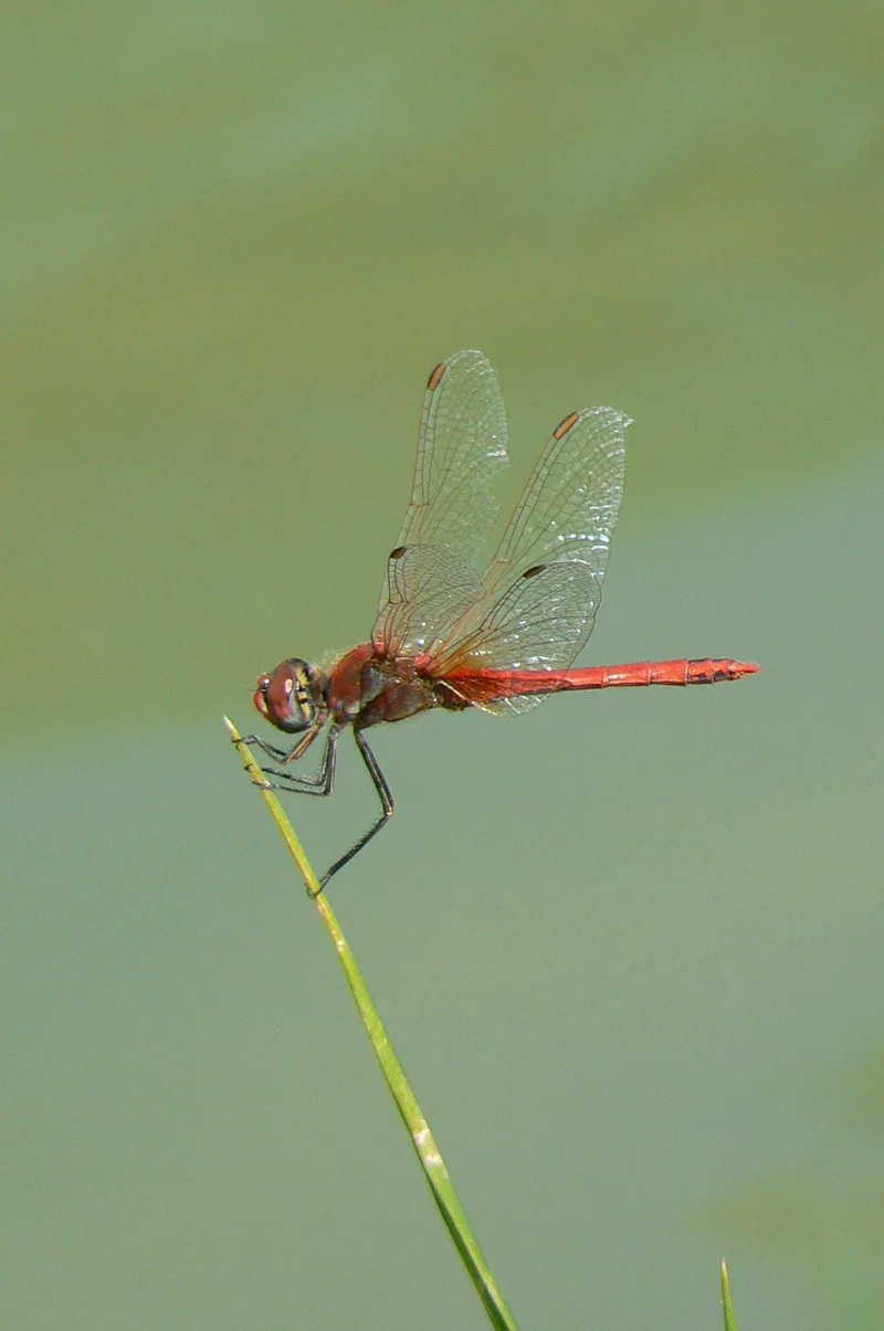 Khám phá chuồn chuồn ớt trong tự nhiên rực rỡ