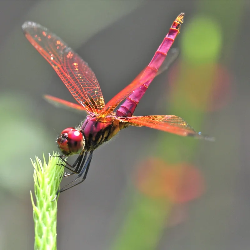Ngắm chuồn chuồn ớt màu đỏ nổi bật trên lá