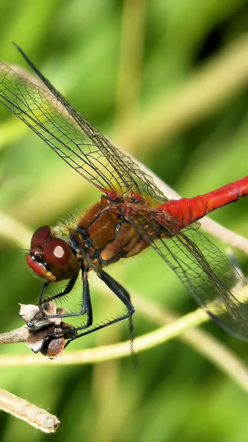 Thưởng thức chuồn chuồn ớt đẹp nhất trong thiên nhiên