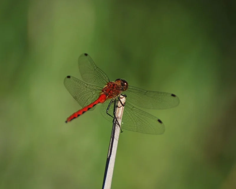 Tìm hiểu chuồn chuồn ớt sinh học và môi trường sống