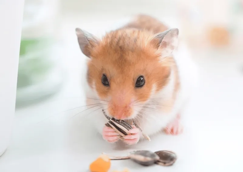 Các mẫu đồ chơi cho chuột Hamster