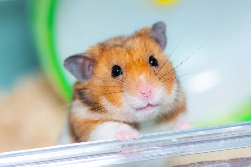Quy trình vệ sinh lồng Hamster