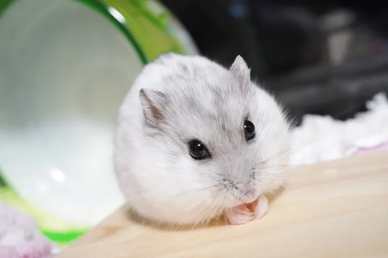 Tìm hiểu tuổi thọ của chuột Hamster