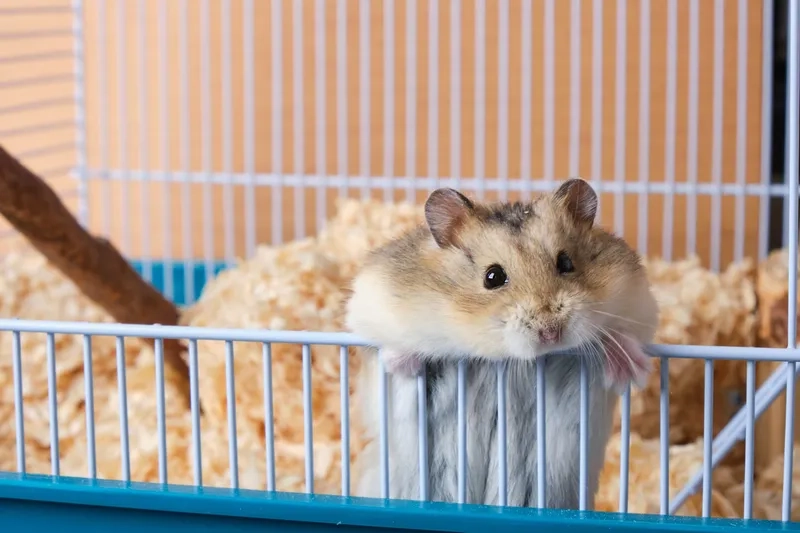 Xử lý chuột Hamster bị tiêu chảy