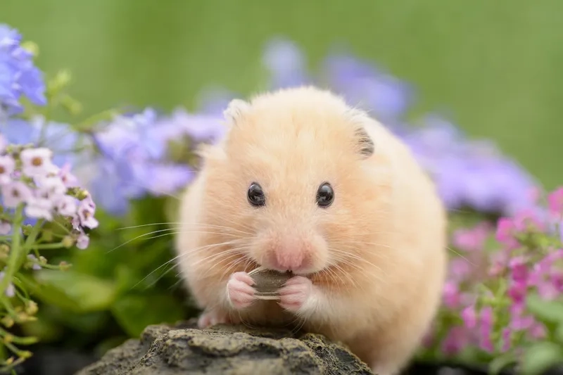Bé chuột Hamster dễ thương nhất