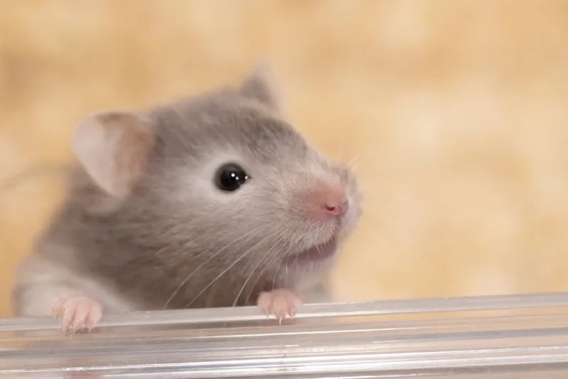 Lựa chọn lót chuồng Hamster sạch