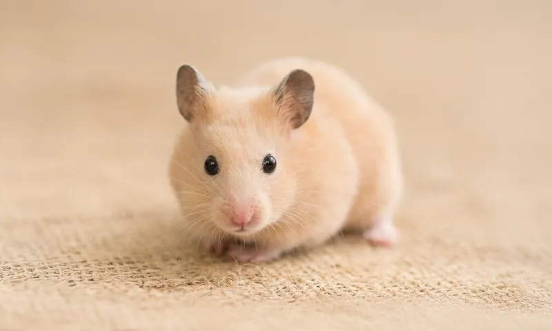 Cách nuôi chuột Hamster cho người mới