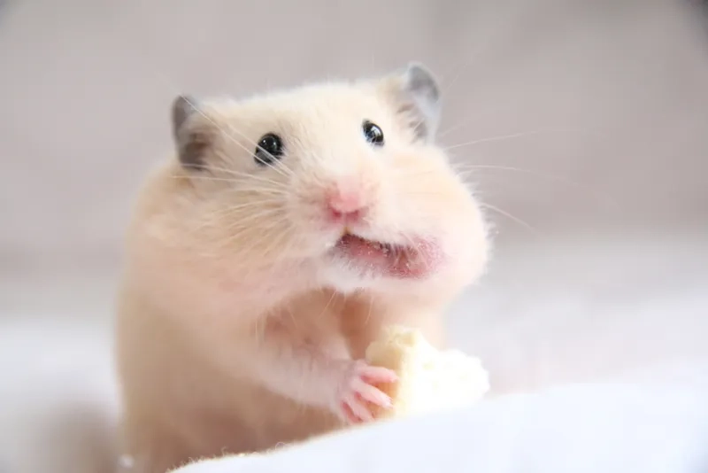 Tham khảo bảng giá chuột Hamster