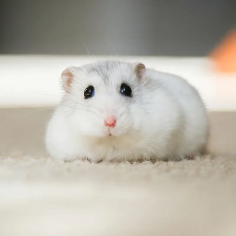 Các mẫu lồng chuột Hamster đẹp