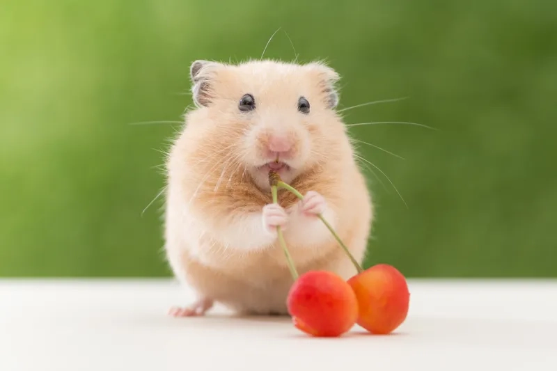 Dòng chuột Hamster Bear mập mạp