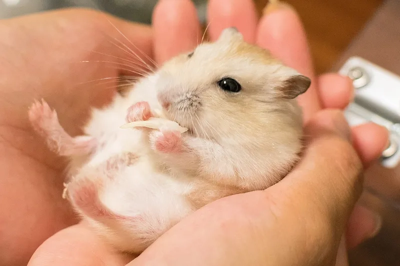 Chú chuột Hamster Robo tinh nghịch