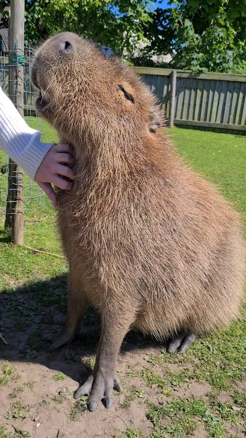 Kích thước chuột lang nước khổng lồ thật