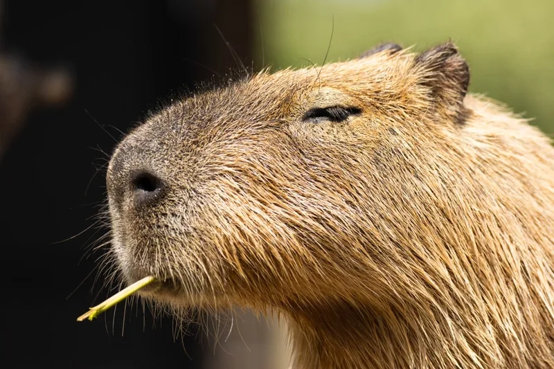 Khoảnh khắc Capybara bơi lội dưới hồ