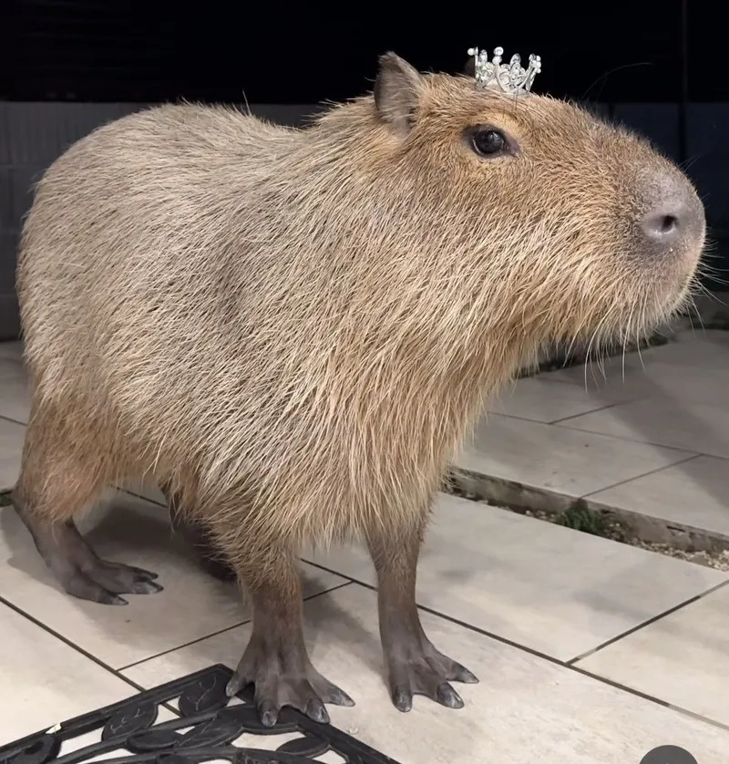 Tìm hiểu về tuổi thọ của Capybara