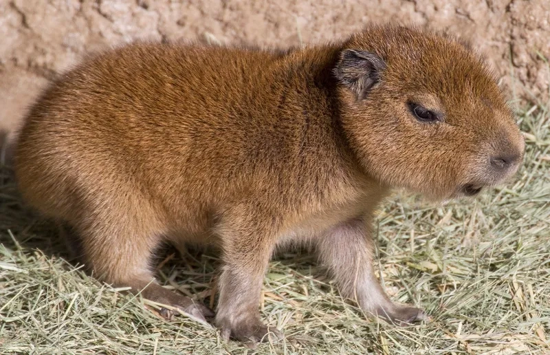 Biệt danh Capybara bộ trưởng bộ ngoại giao