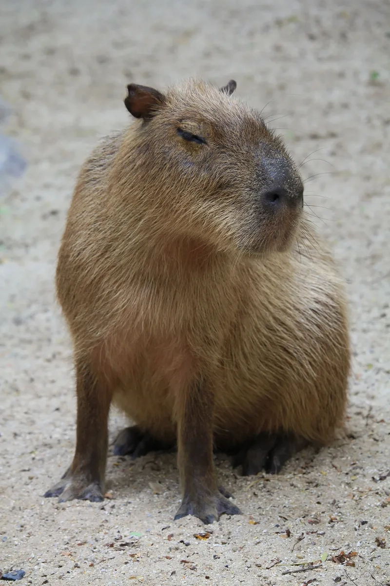 Giải mã Capybara có dễ nuôi không