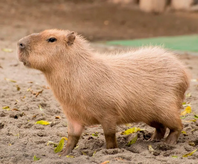 Những hình ảnh Capybara dễ thương mập