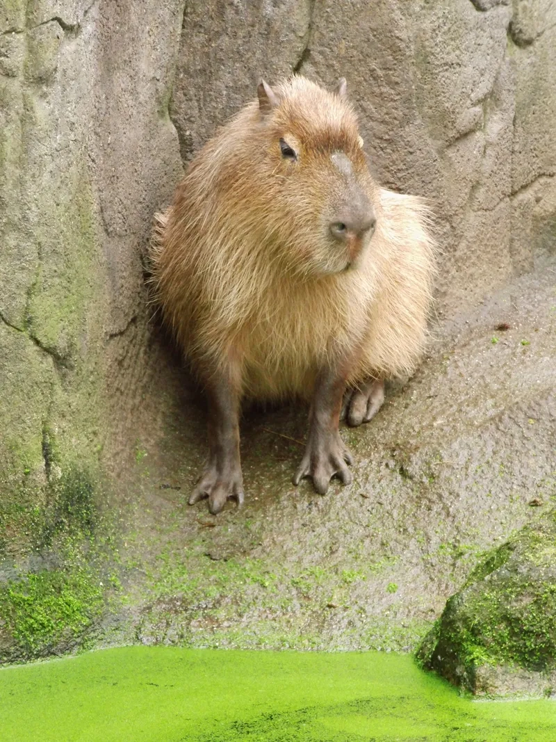 Khám phá Capybara sống ở đâu tự nhiên