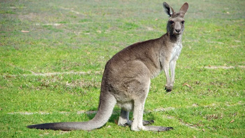 Chuột túi kangaroo hoang dã tự do trong môi trường tự nhiên