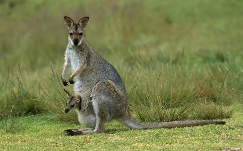 Môi trường sống chuột túi kangaroo ở Úc rộng lớn